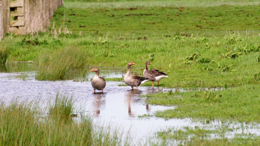 Wandeling Wandelmaatjes