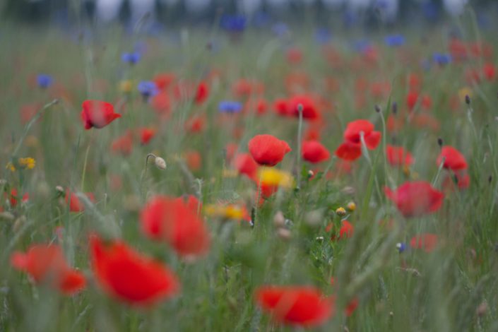 Fietsexcursie naar natuurzadenbedrijf Biodivers